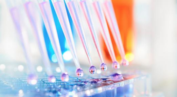 Pipette tips are dispensing clear liquid into the wells of a microtiter plate